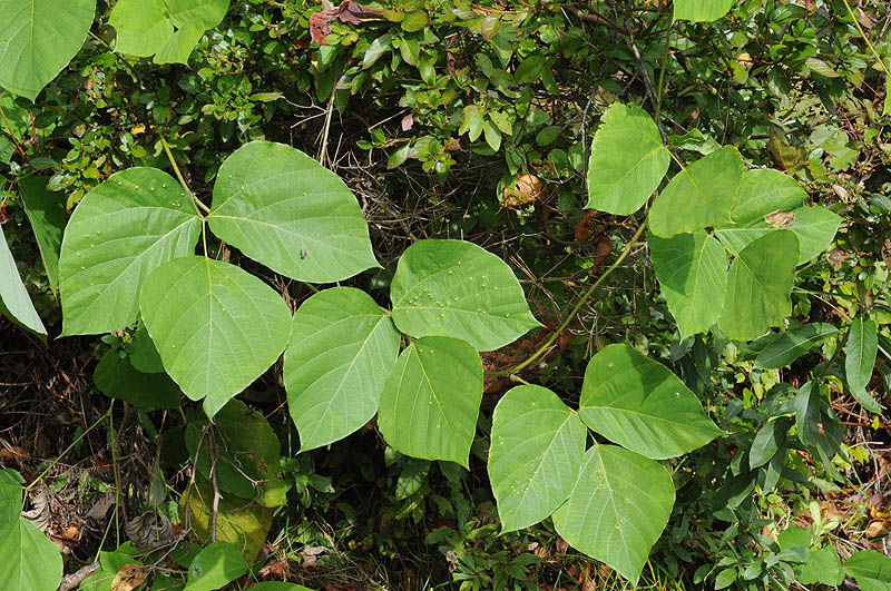 Pueraria DC. | Plants of the World Online | Kew Science