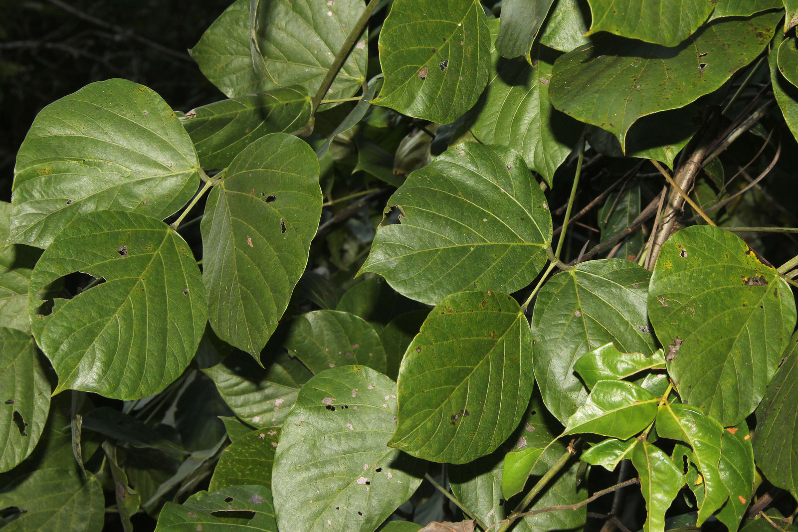 Mucuna argyrophylla Standl. | Plants of the World Online | Kew Science