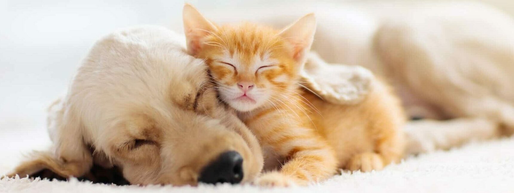 A golden puppy and a orange kitty laying together sleeping and snuggling