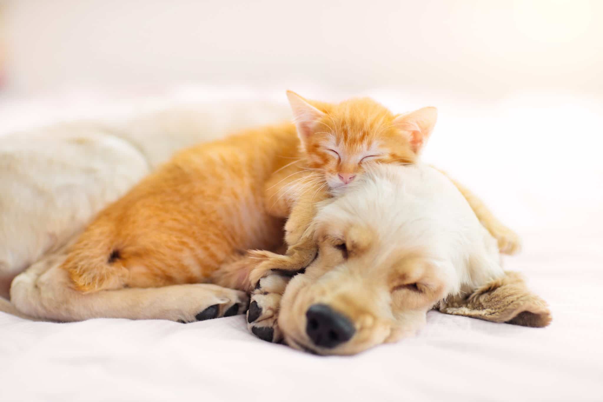 Cat and dog sleeping together. Kitten and puppy taking nap. Home pets. Animal care. Love and friendship. Domestic animals.