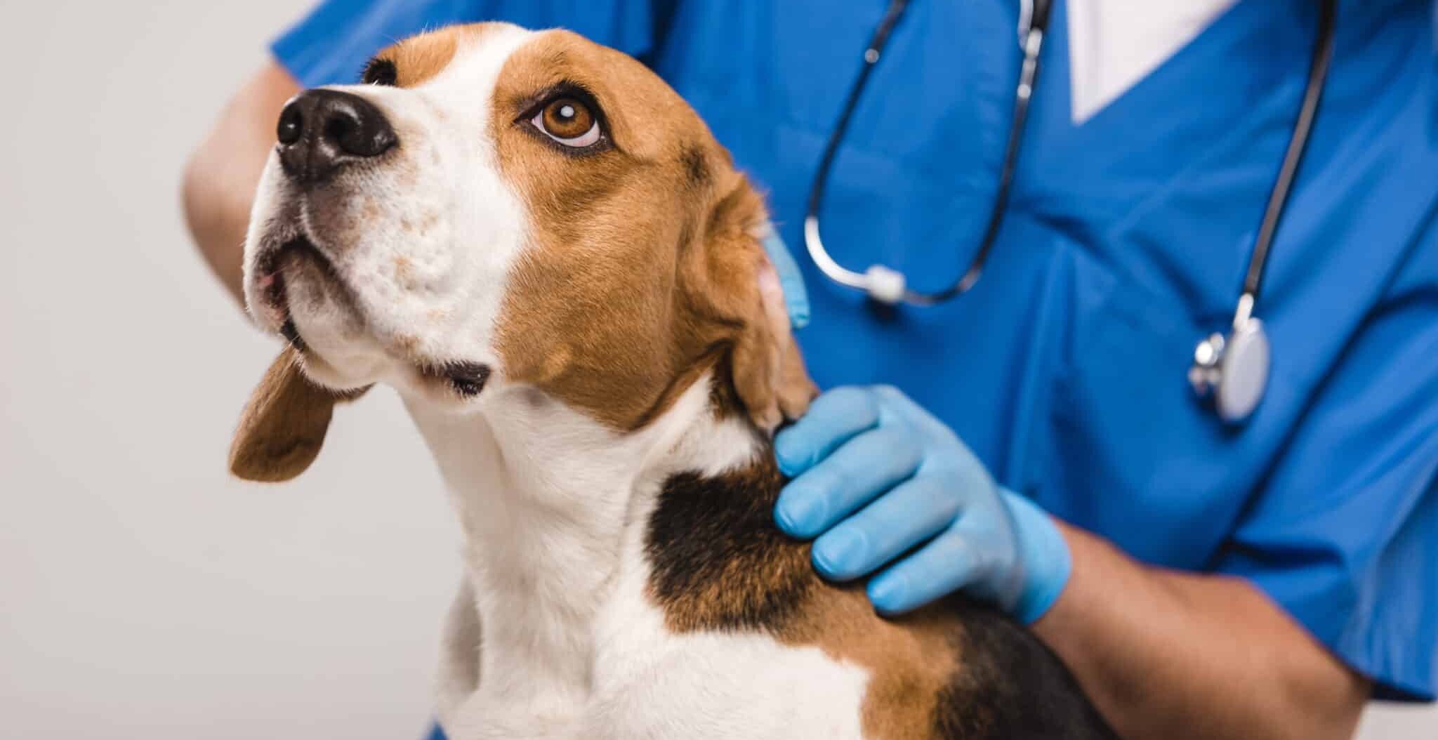 cropped view of veterinarian examining beagle dog isolated on grey