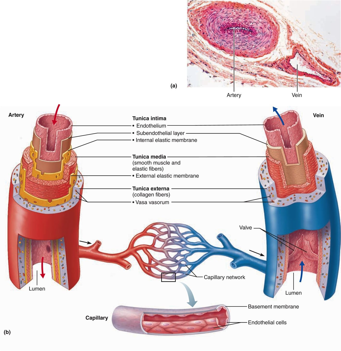 Anatomy Label Major Arteries And Veins Veins Arteries - vrogue.co