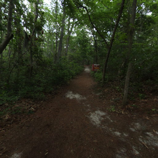 Bald Cypress Trail  scene image looking forward