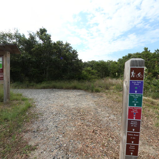 Live Oak Trail  scene image looking forward