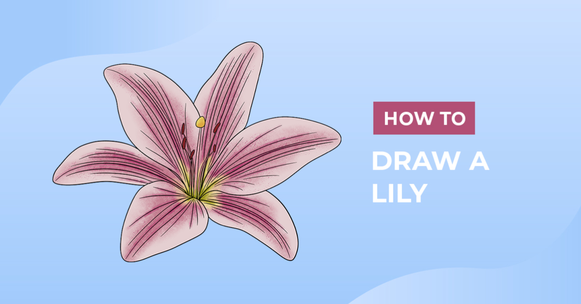 How to Draw a Lily