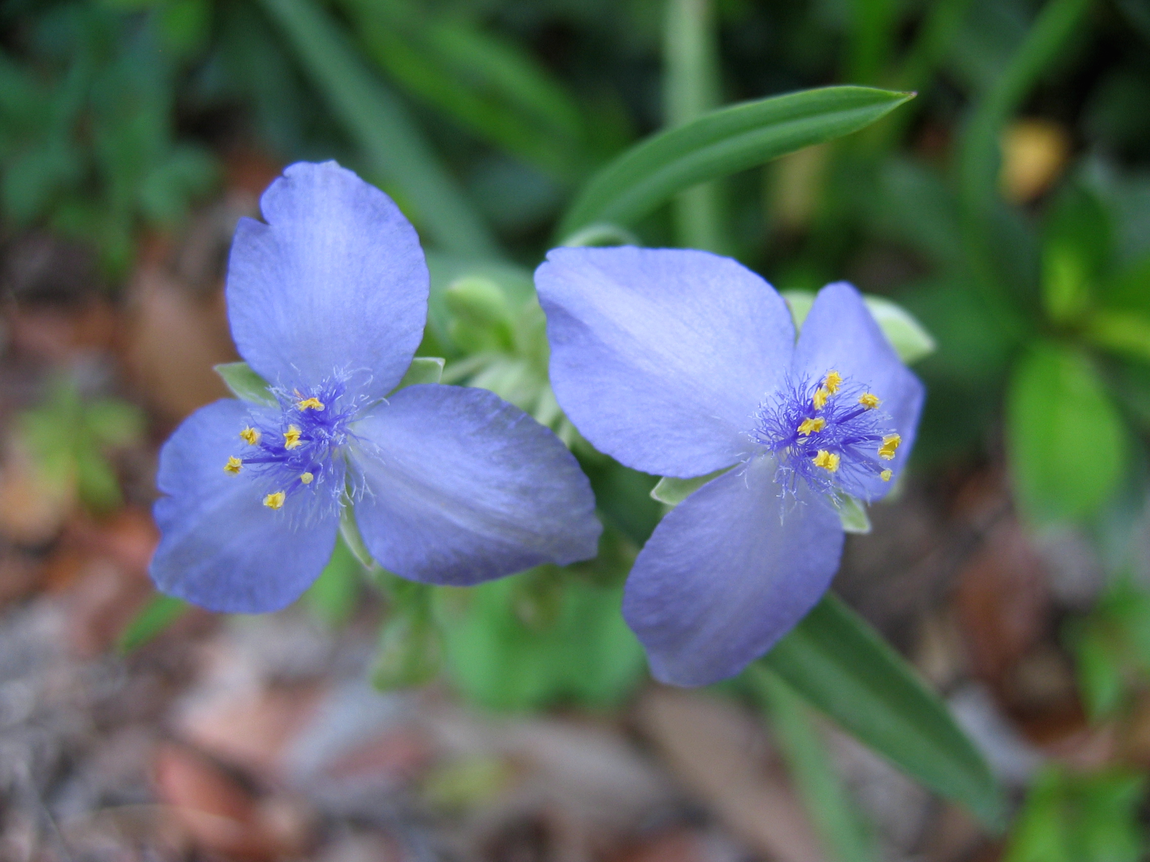 Photo of Tradescantia virginiana flower by Jonathan Zander