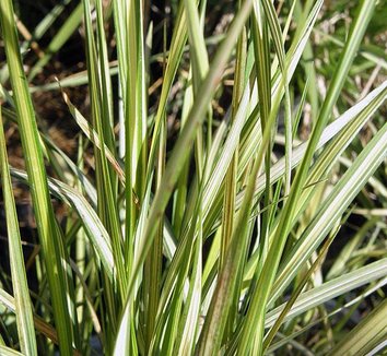 Photo of Calamagrostis x acutiflora 'Art's Golden' foliage by Forestfarm