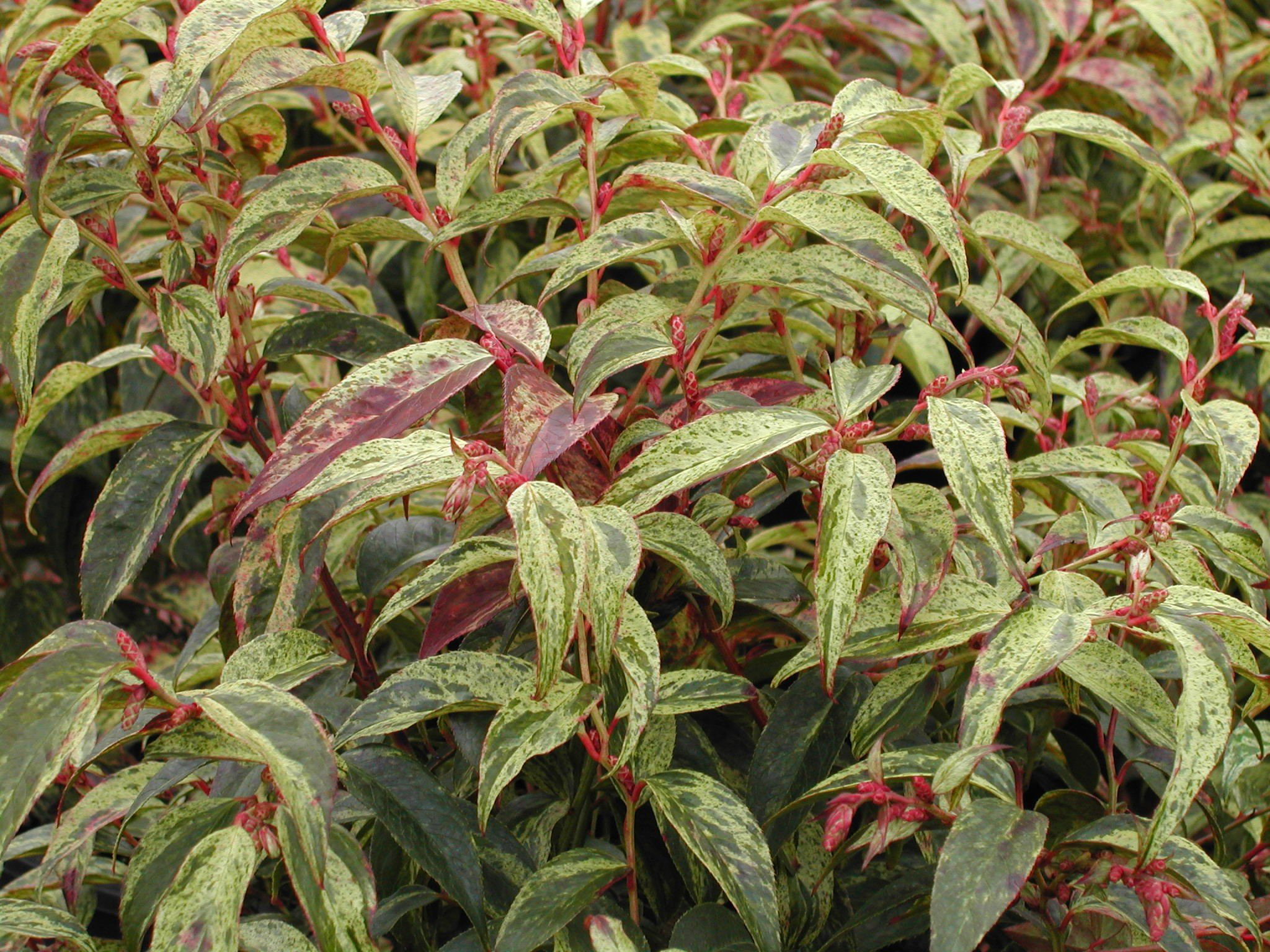 Photo of Leucothoe fontanesiana 'Rainbow' foliage by Briggs Plant Propagators