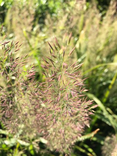 Photo of Calamagrostis arundinacea flower by Leonora (Ellie) Enking