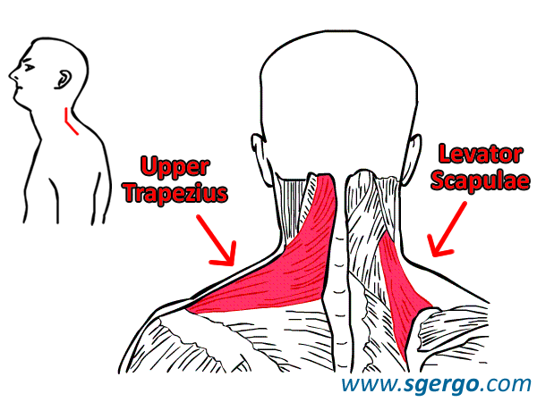 Neck Stretches Levator Scapula Stretch More