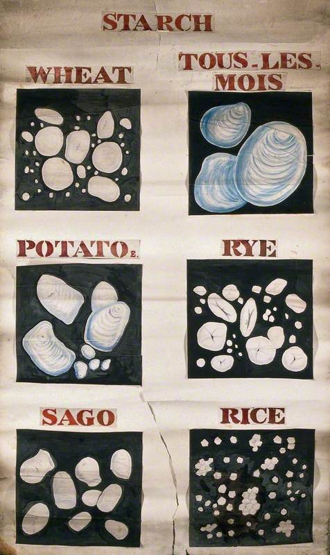 Comparative Analyses of Foodstuffs