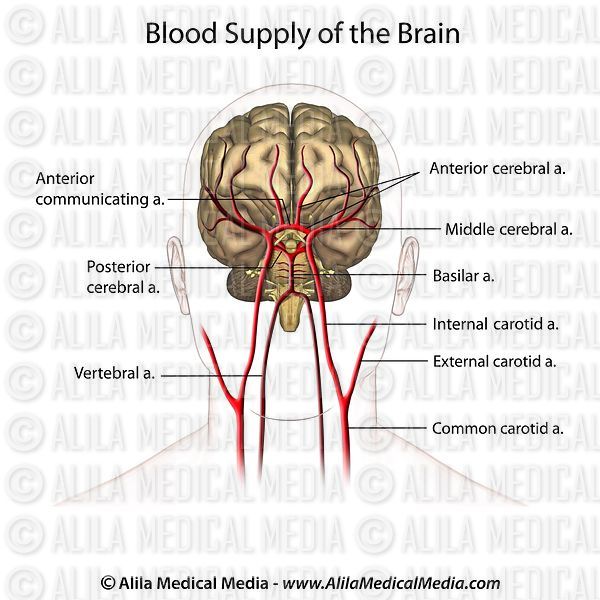 Alila Medical Media | Brain and Nervous System Images