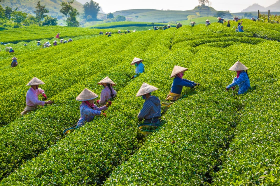 Farmers picking tea leaves by hand on the green tea fields in Moc Chau Highland, Vietnam.