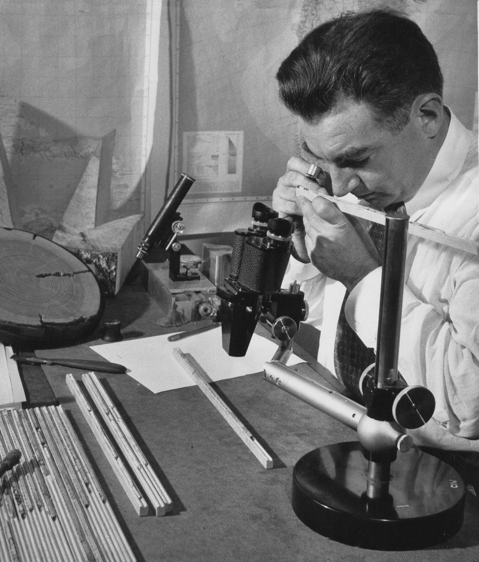 Top: A deceased Great Basin bristlecone pine. Photo by Nick Turland. Above: Dr. Edward Schulman, the first to study bristlecone pines, analyzing a core sample. Courtesy of Laboratory of Tree-Ring Research, The University of Arizona.