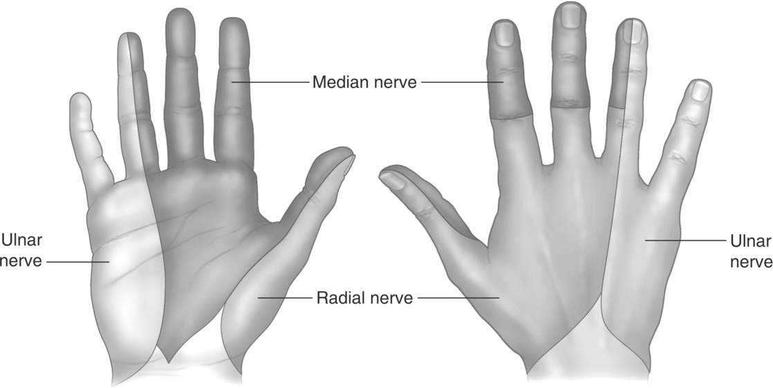 Physical Examination of the Hand | Semantic Scholar