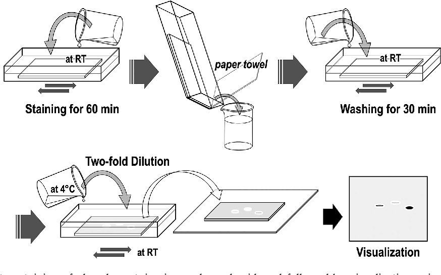 Figure 2 from Gel-based analysis of protein phosphorylation status by ...