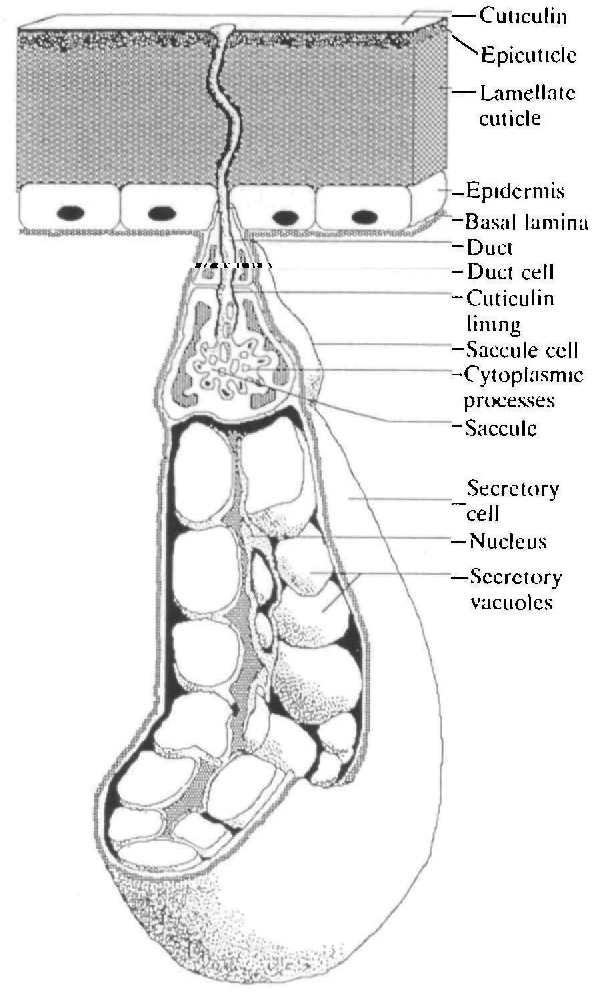 Figure 1 from Cycles of F-actin redistribution in the dermal glands of ...