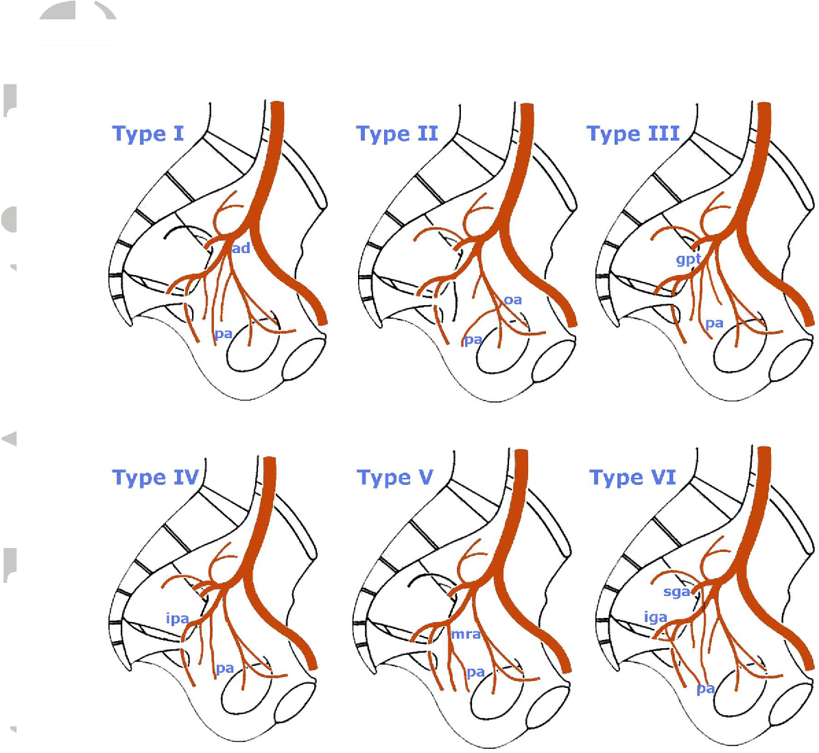 Prostate Artery Anatomy Anatomical Charts Posters - vrogue.co