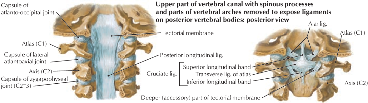 Figure 2-1 from Netter's Clinical Anatomy, 2nd Edition with Online ...