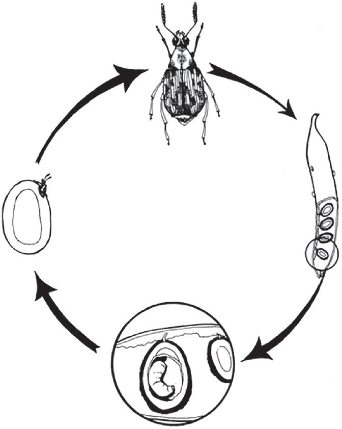 Table 1 from Study on the biology of groundnut bruchid, Caryedon ...