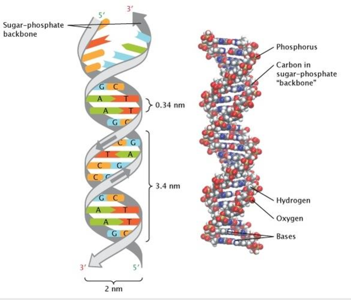 Figure 4 from Discovery of DNA Structure and Function: Watson and Crick ...