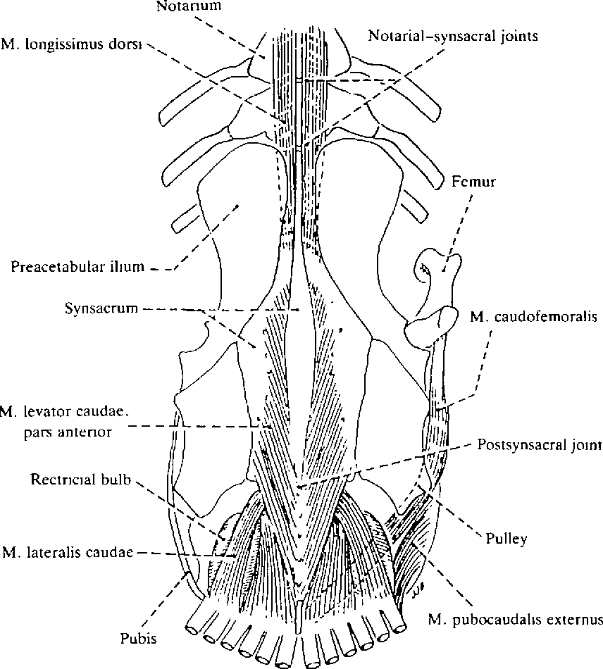 [PDF] The ventilatory movements of the avian pelvis and tail: function ...