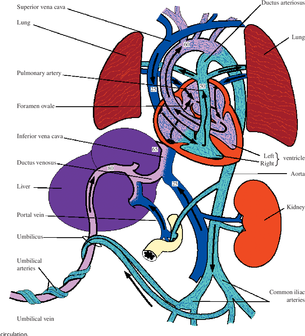 Fetal Circulation Made Easy Epomedicine - vrogue.co