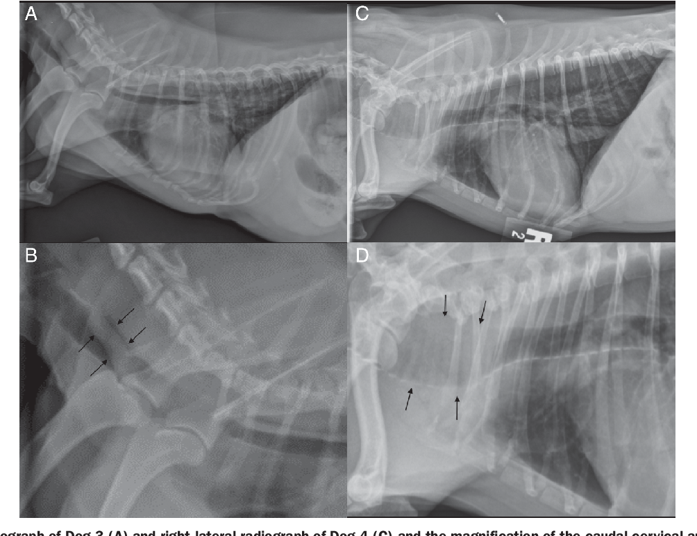 Figure 4 from Radiographic and computed tomographic appearance of ...