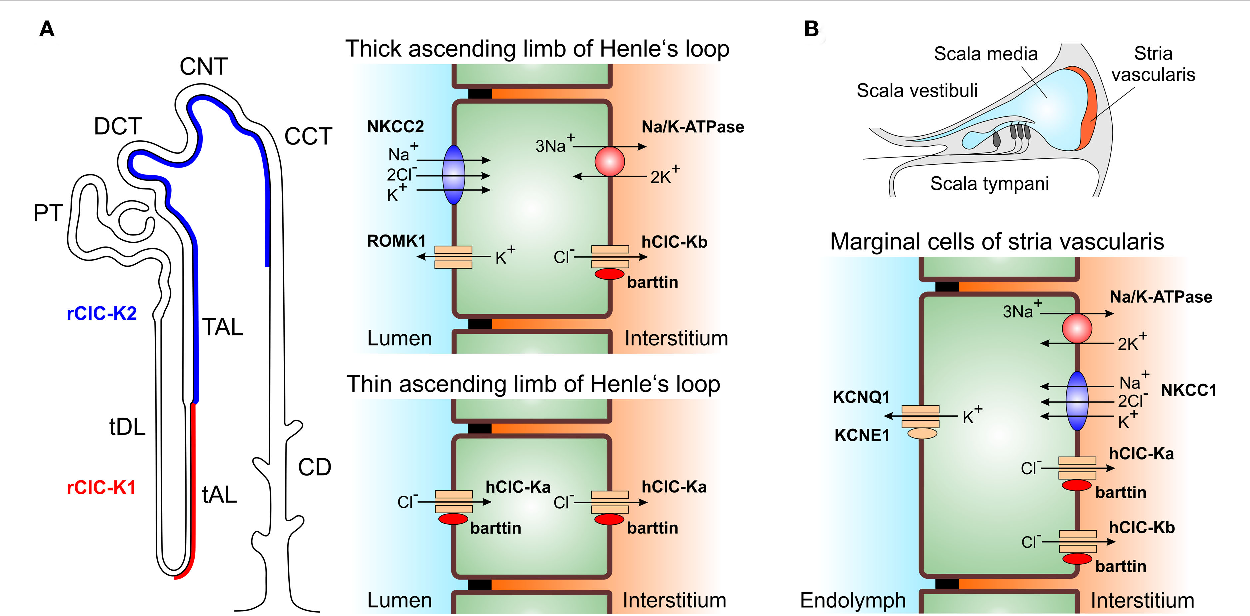 Loop Of Henle