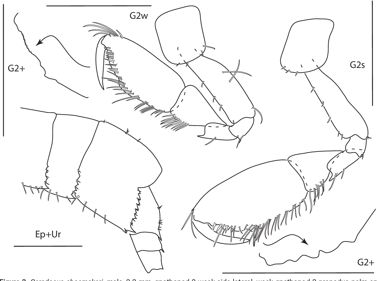 Figure 5 from ﻿Caribbean Amphipoda (Crustacea) of Panama. Part II ...