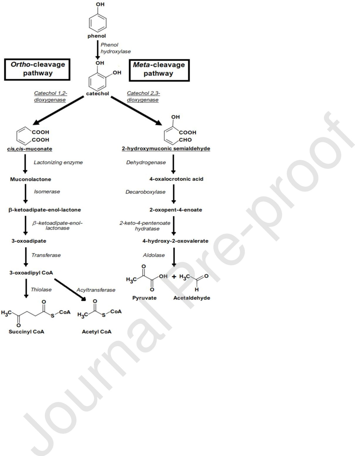 Figure 1 from Determination of phenol biodegradation pathways in three ...