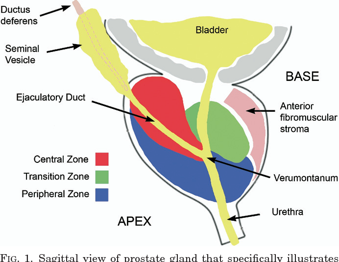 Prostate Zonal Anatomy Anatomical Charts Posters - vrogue.co