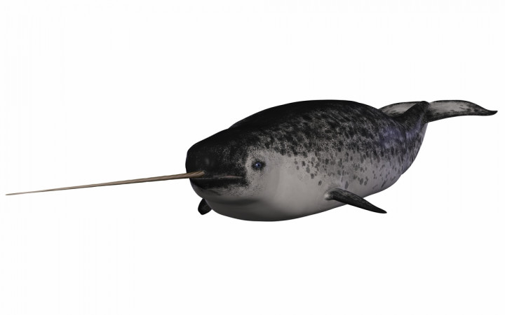 Narwhal Face