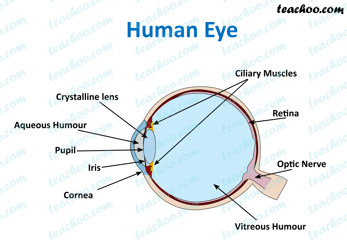 How To Draw A Well Labelled Diagram Of Human Eye - Pin On Human Anatomy ...