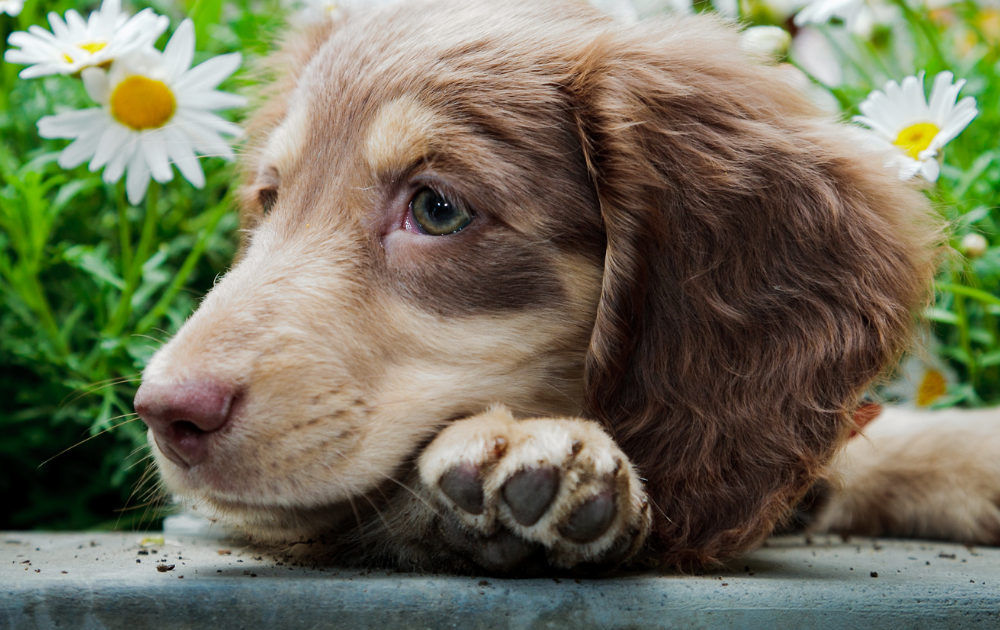 miniature dachshund characteristics