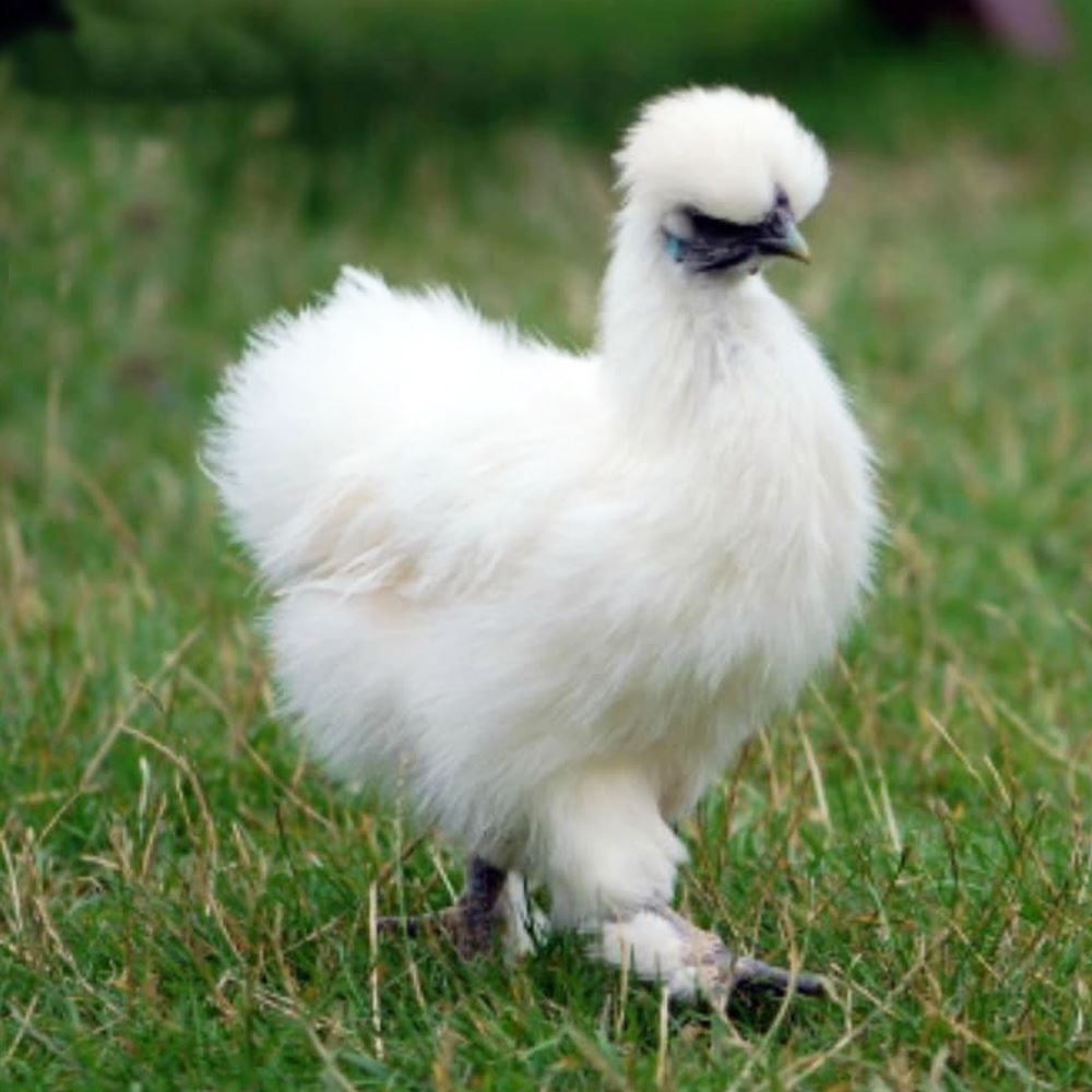 Silkie Chicken