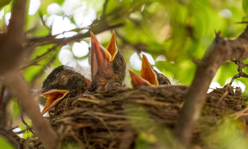 orphaned robins