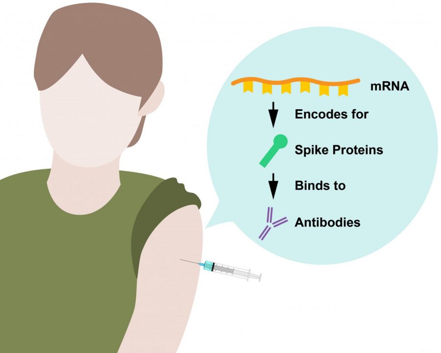 mRNA from the COVID-19 vaccine is a set of molecular instructions. Cells use it to create SARS-CoV-2 spike proteins, which are not infectious. Then the body can make antibodies specific to the pathogen.