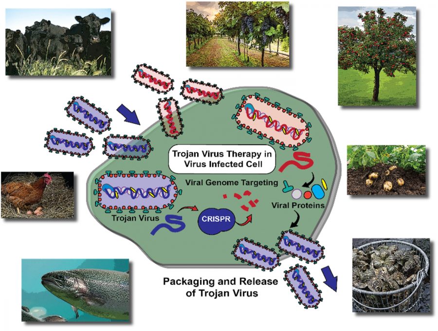 The diagrm shows how the Trojan virus carries part of the disease. After the cell is infected, it will divide and replicate to destroy the disease-causing cell. 