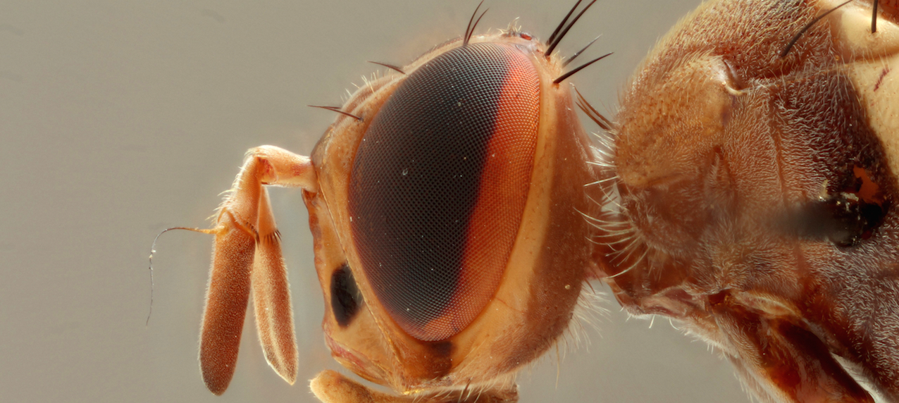 Détail de Dacus chrysomphalus © MRAC