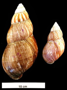 Achatina fulica © CC Wikimedia