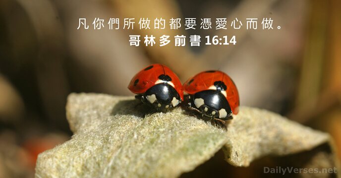 哥 林 多 前 書 16:14