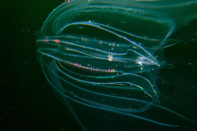 Žebernatka Mnemiopsis  leidyi je ve skandinávských vodách invazivním druhem.