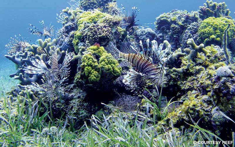 Lionfish: Managing the Invasion - Divers Alert Network