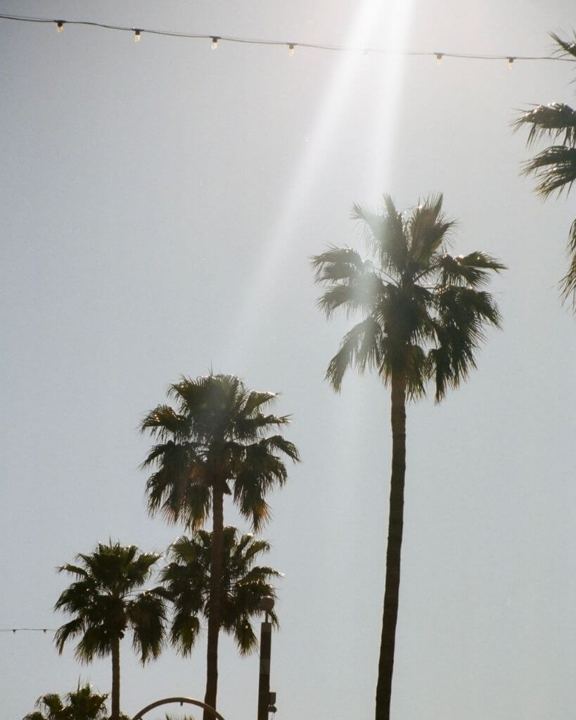 palm trees in old town scottsdale