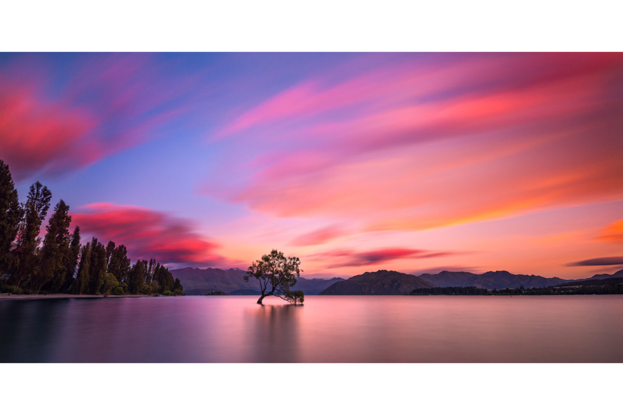 That Wanaka Tree