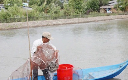 Giá loại cá da trơn, sống được trong hang, vừa bơi trên mặt nước tăng mạnh, dân Cà Mau bán 170.000 đồng/kg