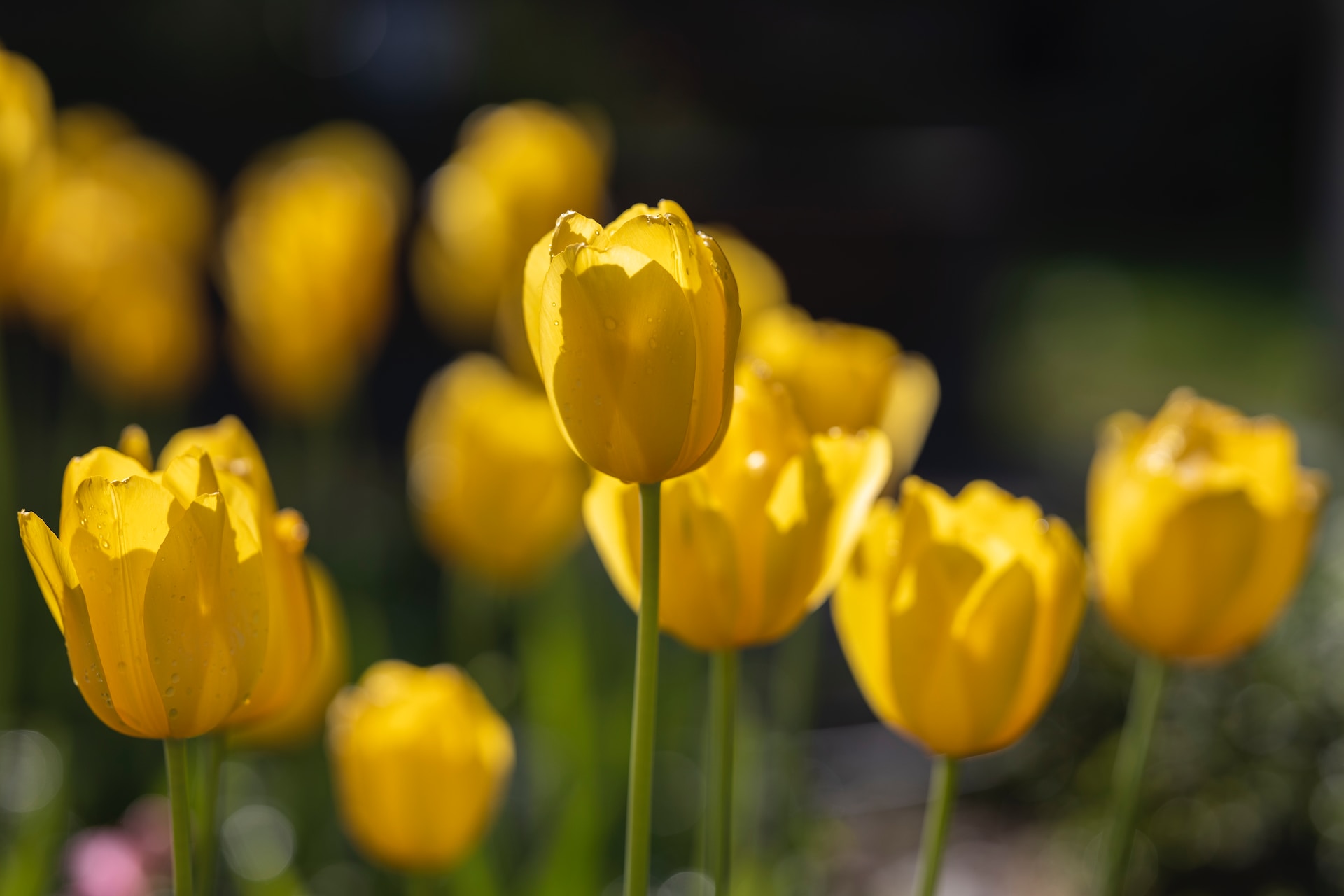 The Radiant Language of Yellow Flowers: Meaning and Symbolism | Darcey ...