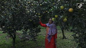 Rise in temperature turns Nepal's sweet-orange business sour