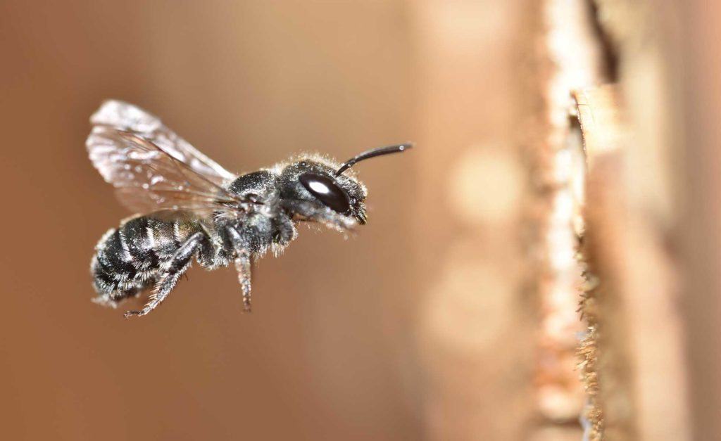 Mason bee